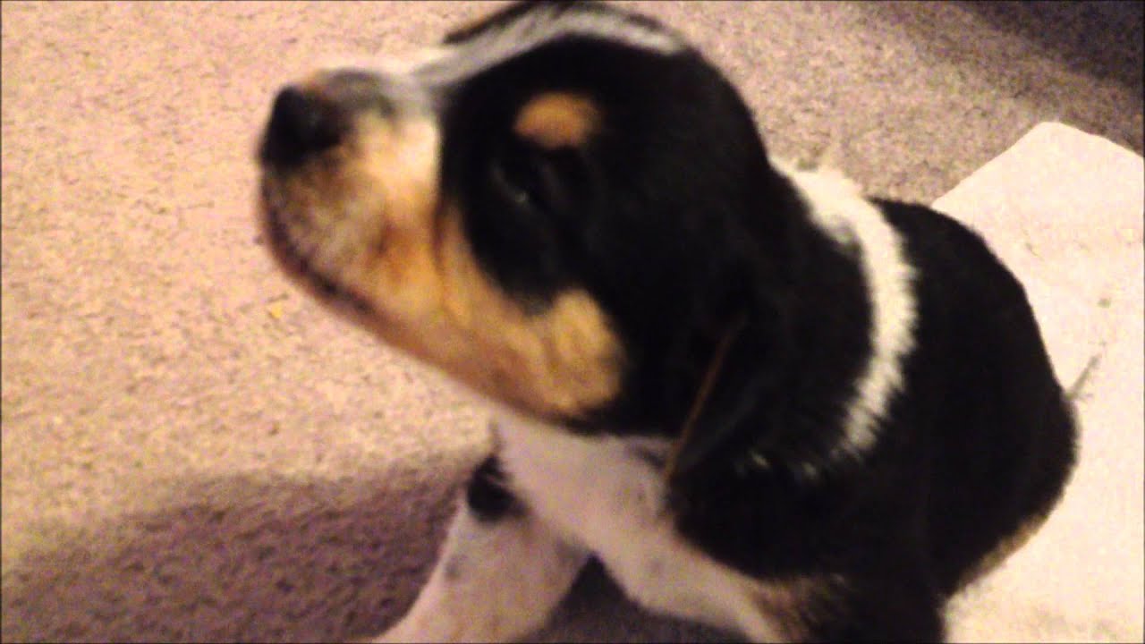Cute 17 day old Puppies making small howl sounds for the first time