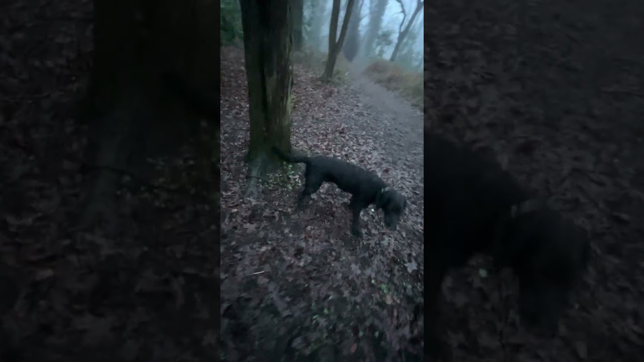 Walks 