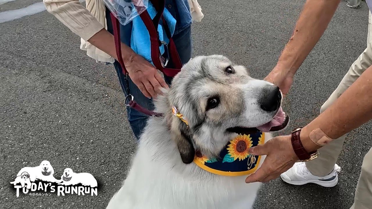 みんなとおそろいのスタイで帰宅したベルです　Great Pyrenees　グレートピレニーズ
