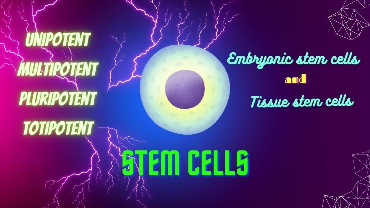 stem cells |unipotent multipotent pluripotent totipotent |stem cells explained |stem cells pathology