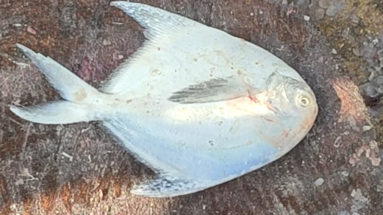 white paplet fish update fish market karachi fisheries fish cutting