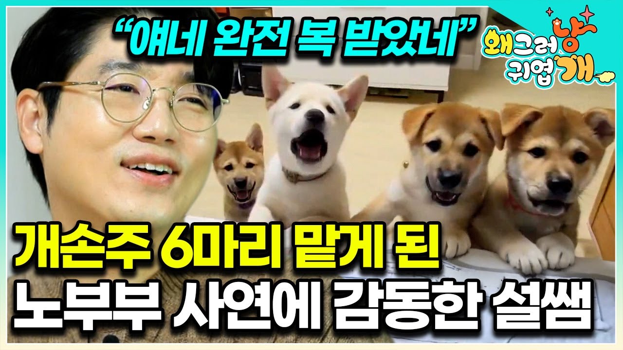“4개월이라고요?!” 할머니, 할아버지 사랑 듬뿍 받아 쑥쑥 큰 6남매 강아지. 동네 민폐견에서 모범견으로 바뀔 수 있을까? │#왜그러냥귀엽개