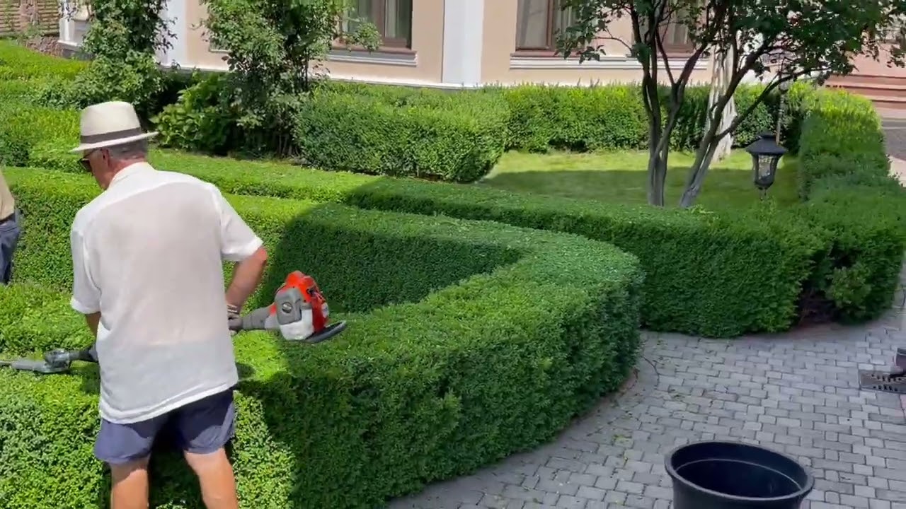 Стрижка лабіринтів з самшиту