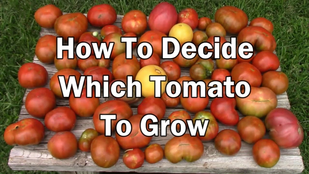 How To Decide Which Tomato To Grow - 10 Things You Should Consider