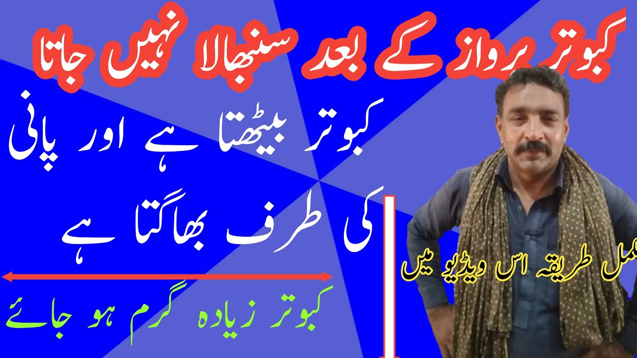 Parwaz se wapsi par Kabootar ki smbhal ka tarika 100%