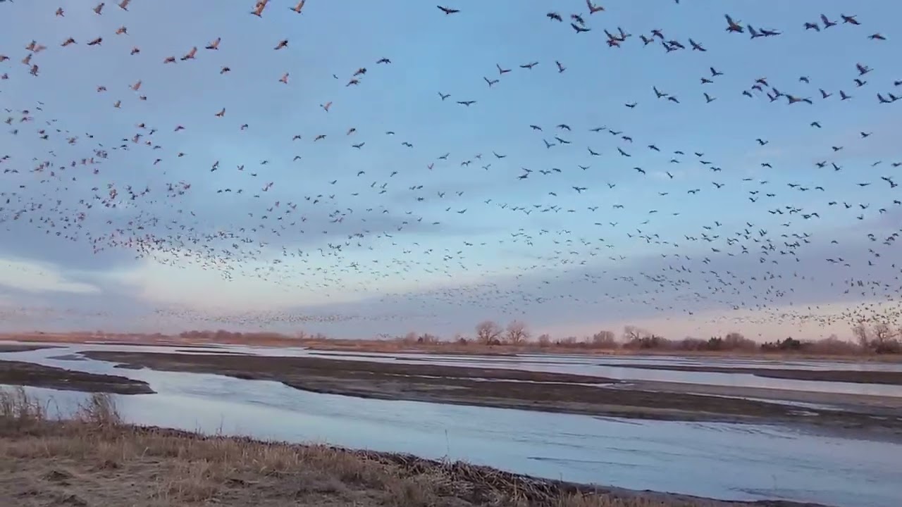 Sandhill crane migration 2025, at Rowe Sanctuary 