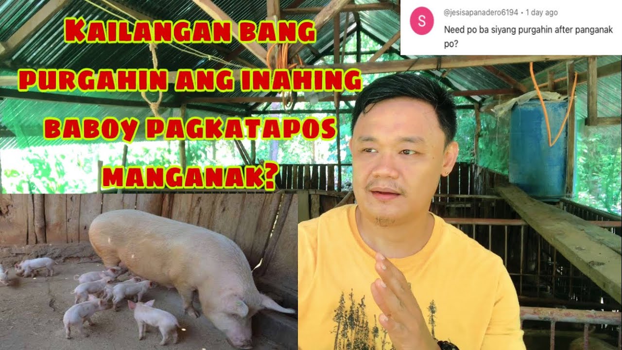 Kailangan bang purgahin ang inahing baboy pagkatapos manganak | Ryan Patenio