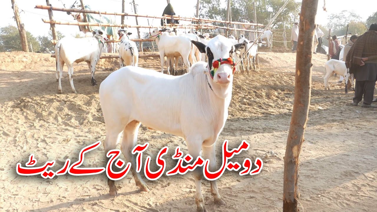 Today Domail Mandi Fatehjang Rate’s update13Dec2024-Part04Sunny Video Fateh Jang Cow Mandi 2024