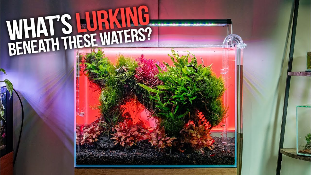 UNS 60T Aquascape Tutorial with Crazy Dragon Bonsai Driftwood - Love It or Hate it?