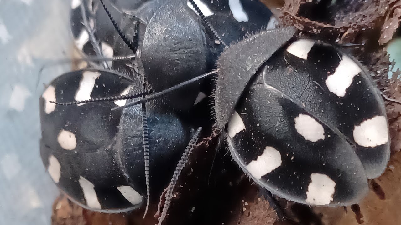 Domino Cockroach - Therea petiveriana (Rehouse) #invertebrates