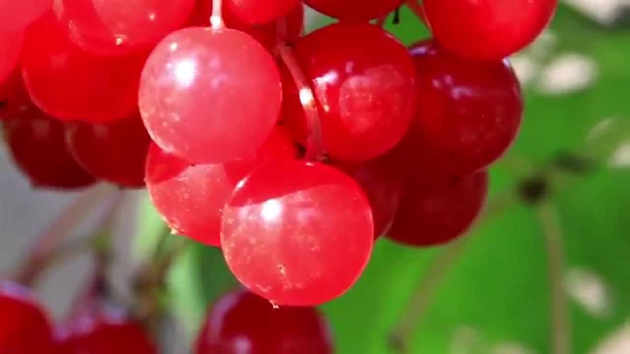 769 Pink Viburnum opulus guelder rose cherries all ready for picking