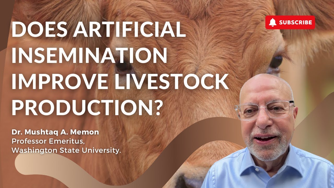 Does Artificial Insemination Improve Livestock Production? Dr. Mushtaq Me mon