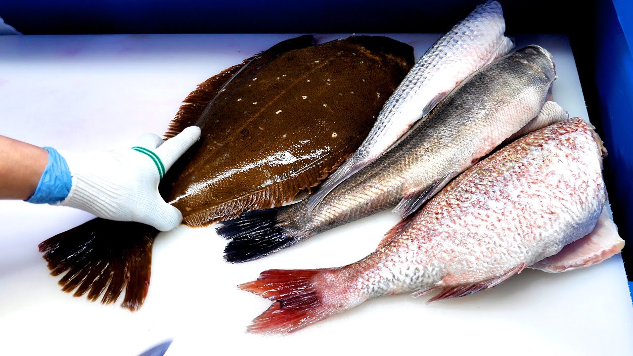사시미 회뜨기 FISH CUTTING SASHIMI SEAFOOD  - Korean food