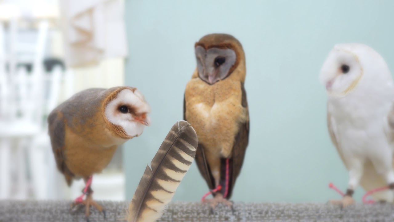 Owl feather