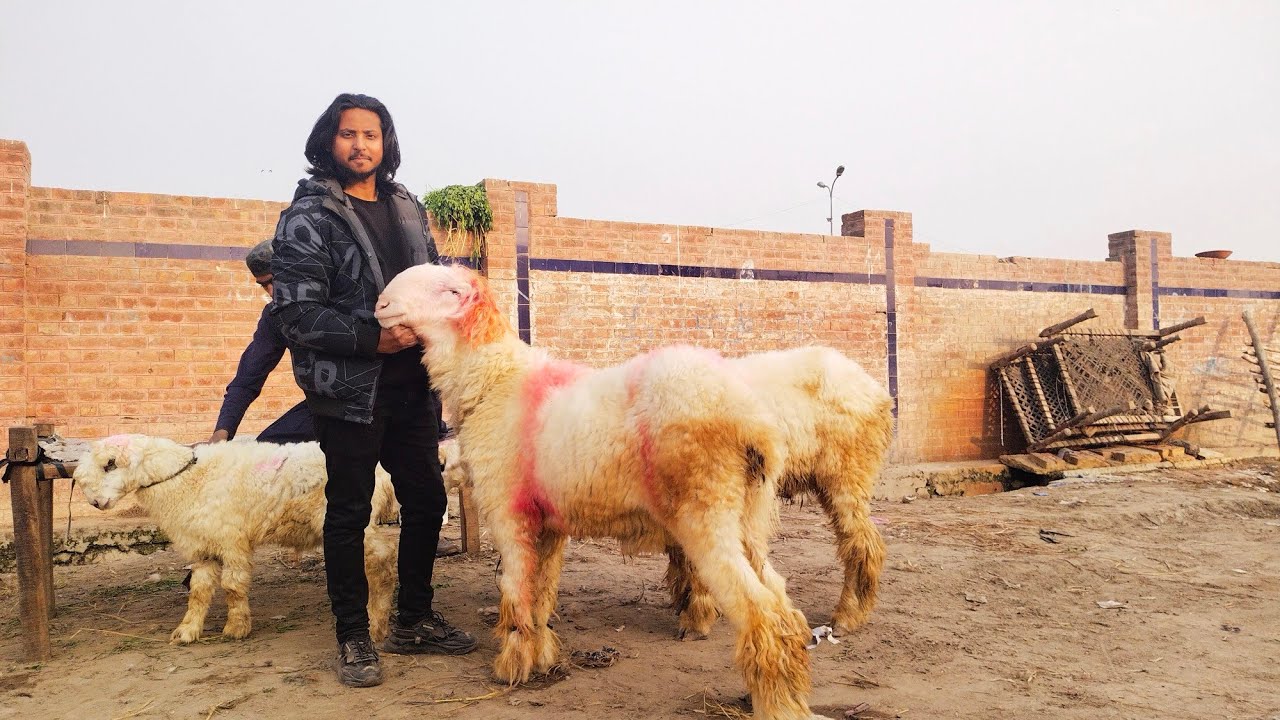 Mundre Chatre | Katu Maal | Shahpur Kanjra | Bakra Mandi | Mazhar Biba Official