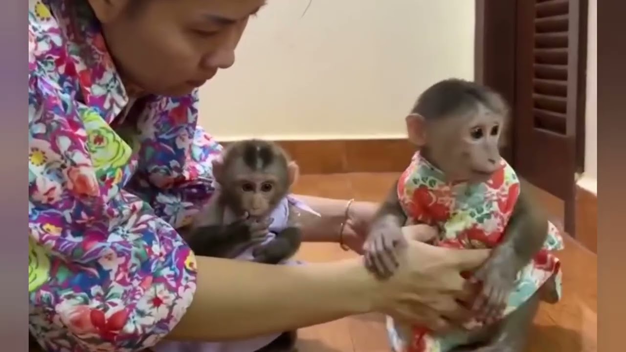 Funny Monkey Videos Ep21#lovely #cute #adorable #newborn #animals  #obedient #monkey#cat #duet 