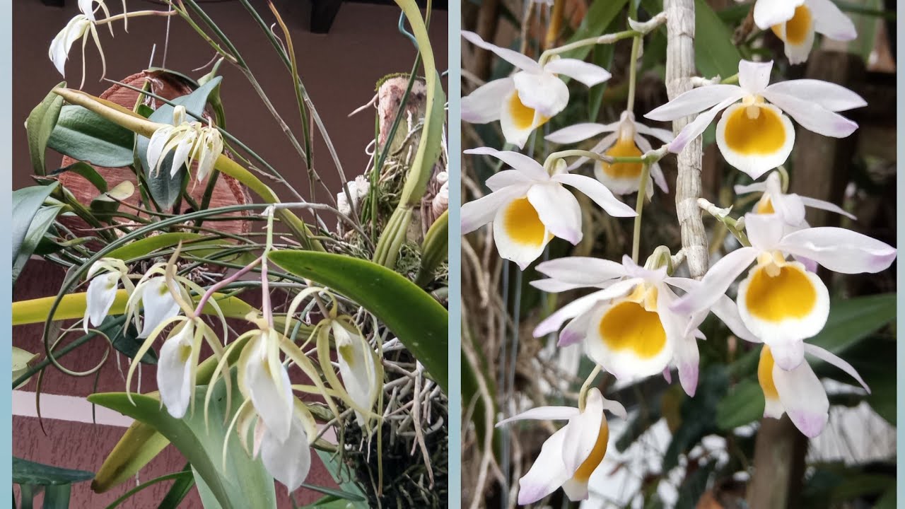 A BRASSAVOLA  FLORI MUITO NESSE CULTIVO VEJA E NOVIDADES PO AQUI. #orchid 