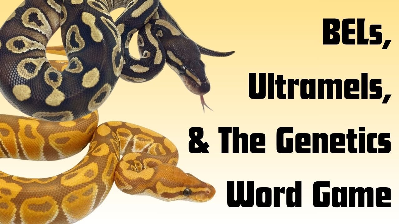 Ген? Морф? Мутация? | Reptile Genetics Weekly, выпуск 129