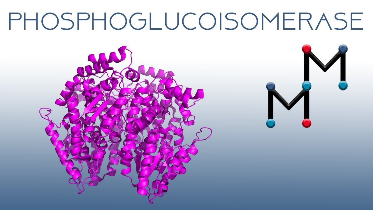 Phosphoglucoisomerase: A VR Experience (2D Version)