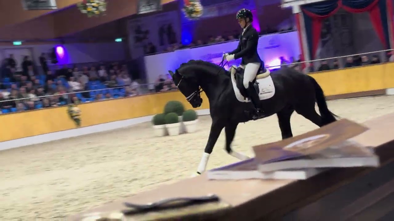Epic Zone PS (Escanto PS x Secret x Zonik) at the stallion show Helgstrand Schockemouhle 
