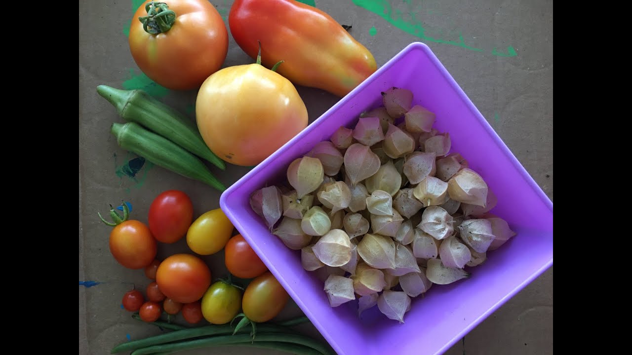 How to Grow Ground Cherries
