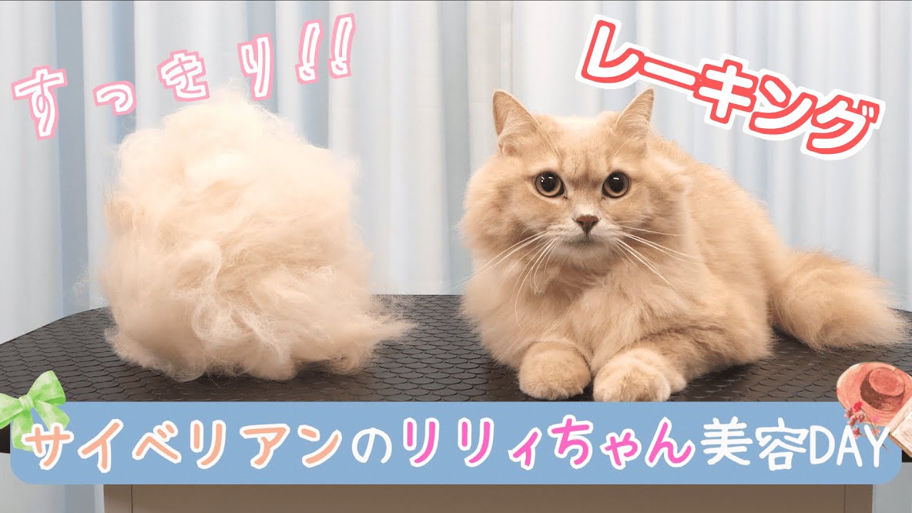 【レーキング】癒し猫さんの美容 / 猫専門サロン