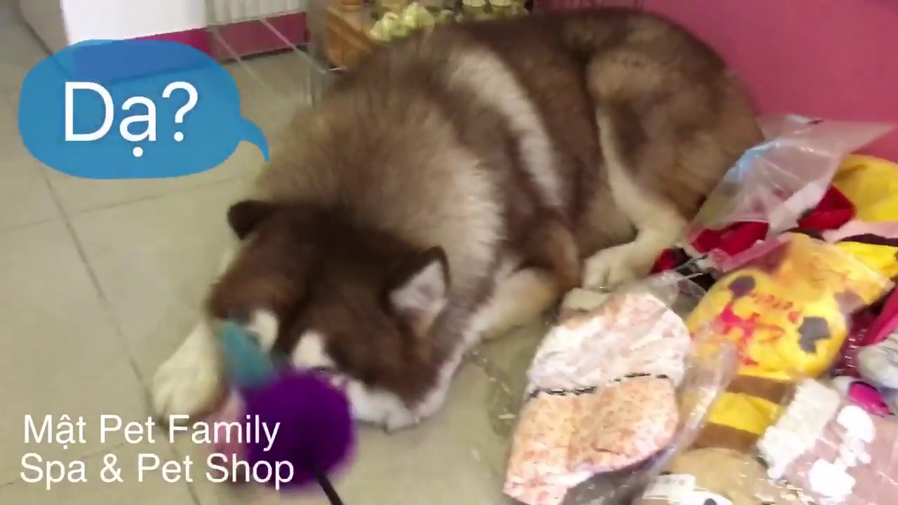 Thằng Mật phá bàn thờ thần tài, mắng mà mặt cứ lì ra - Mật Pet Family