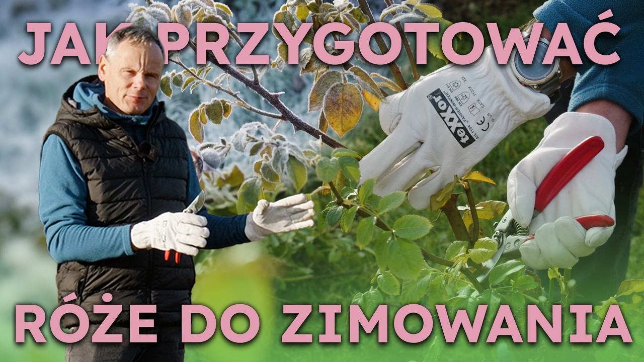 Zrób to, aby róże nie zamarzły! | Cięcie i pielęgnacja róż przed zimą