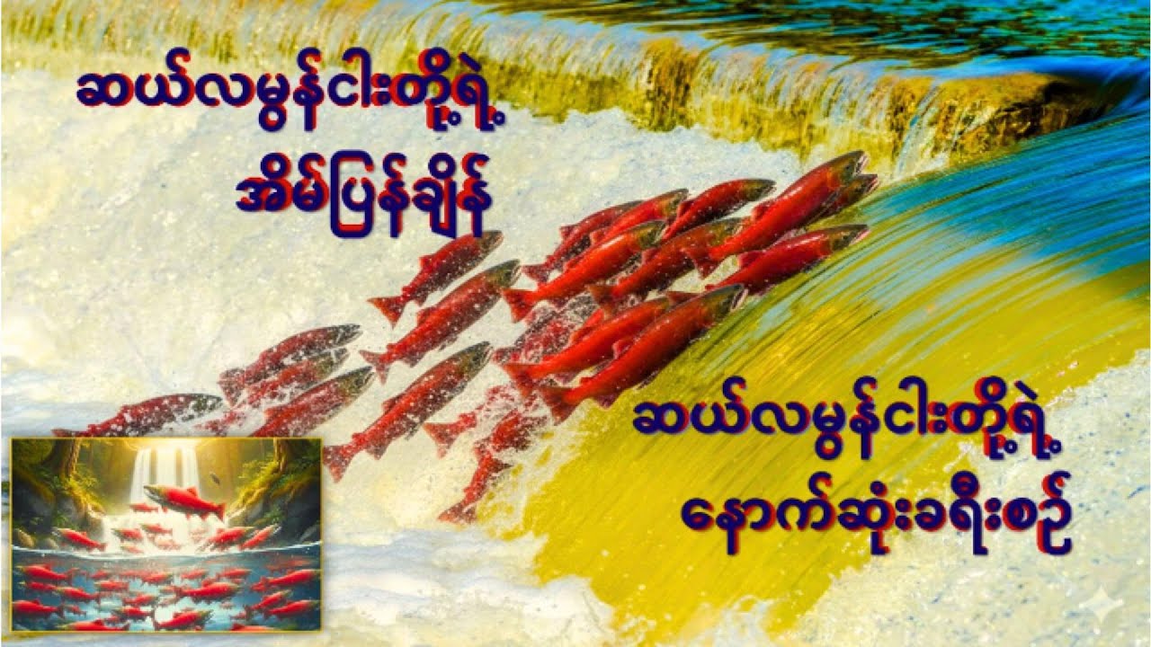 ဆယ်လမွန်ငါးတို့ရဲ့ အိမ်ပြန်ချိန်/ ဆယ်လမွန်ငါးတို့ရဲ့ နောက်ဆုံးခရီး/ Salmon' Life Circle.