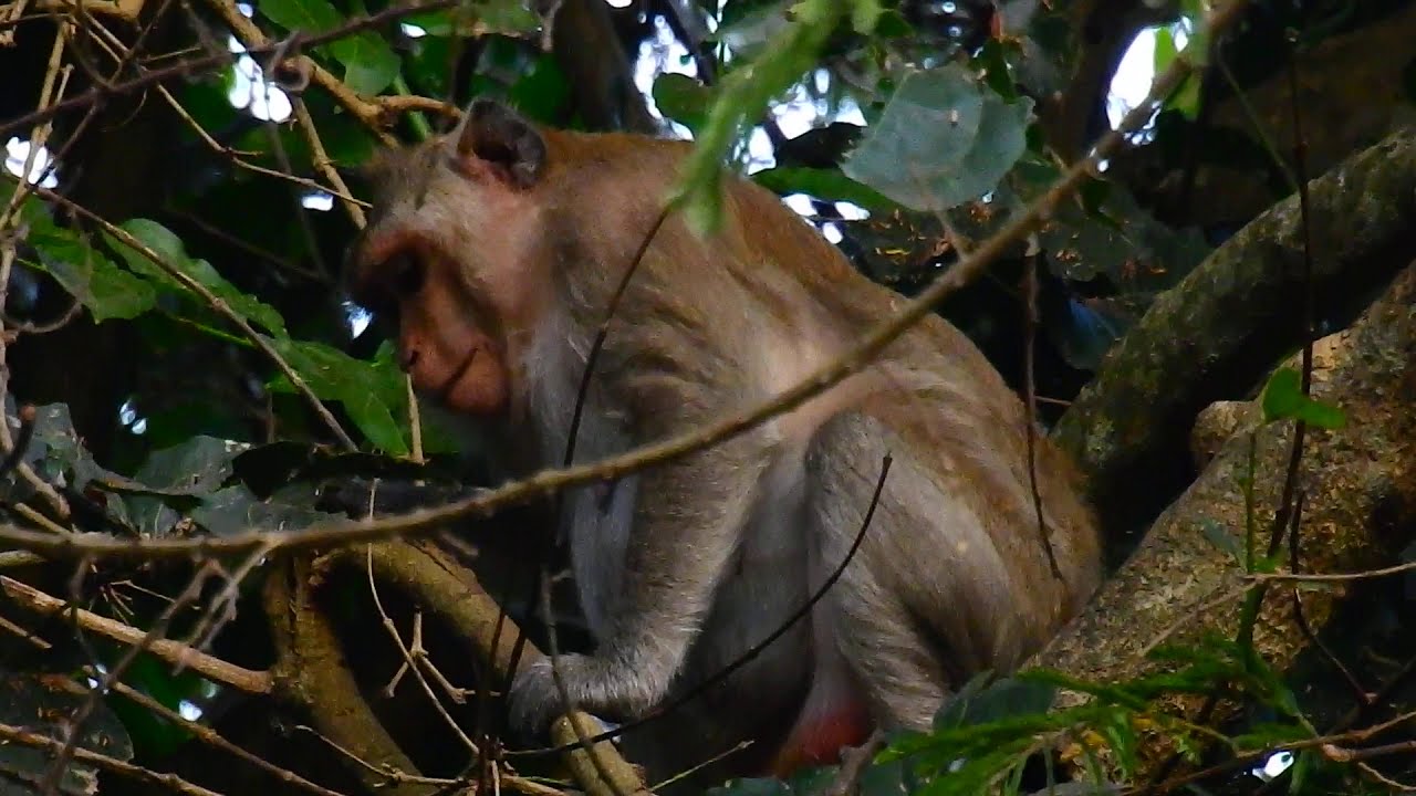 Monkey Duchess nearly giving birth | She got painful labor try very difficult.