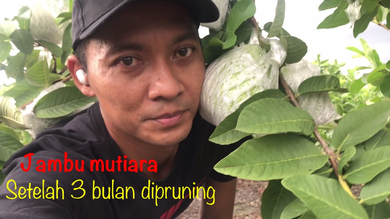 Jambu mutiara setelah 3 bulan dipruning