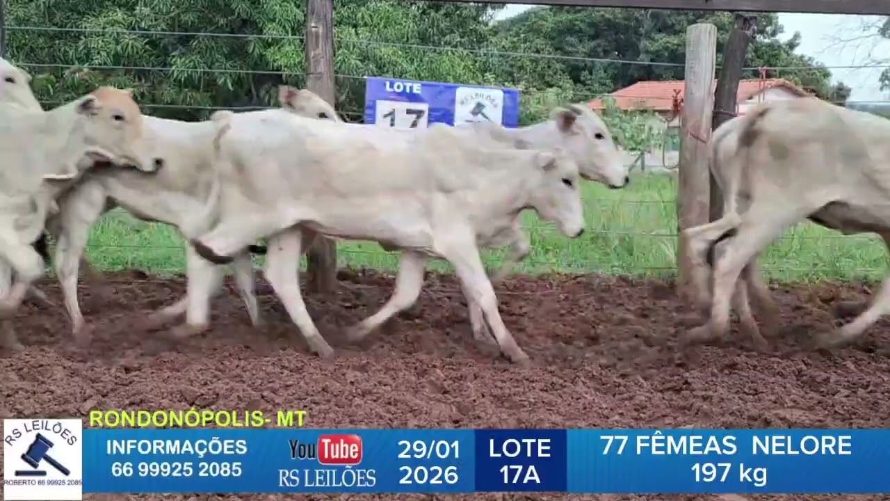 LOTE 17A - 77 FÊMEAS NELORES- 197 KG
