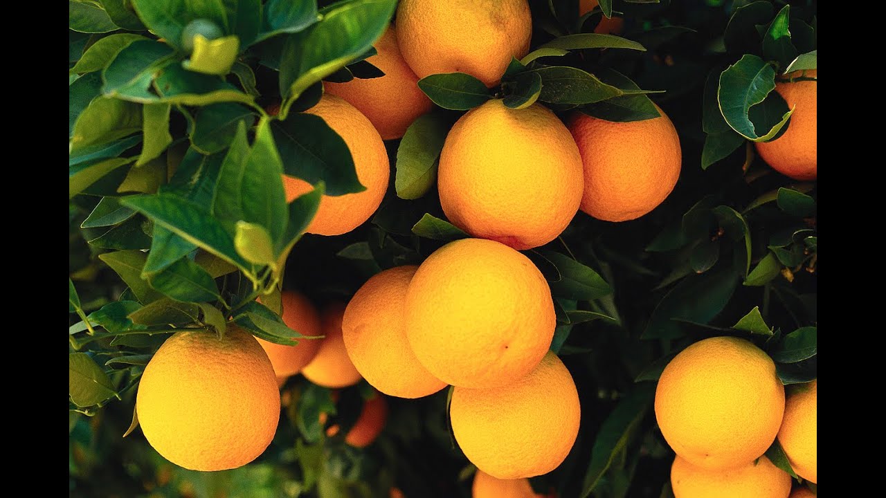 Germination of orange seeds (A to Z process)