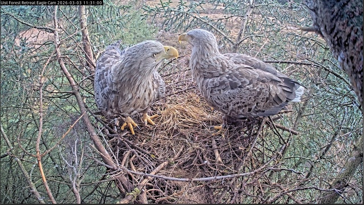 White-tailed eagle nest | LIVE from North Uist, Outer Hebrides