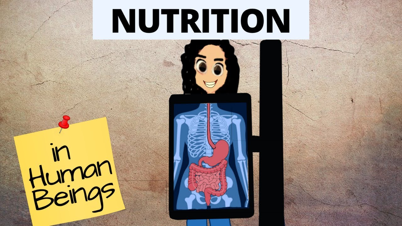 Heterotrophic Nutrition | Life Processes | Class 10 | Science