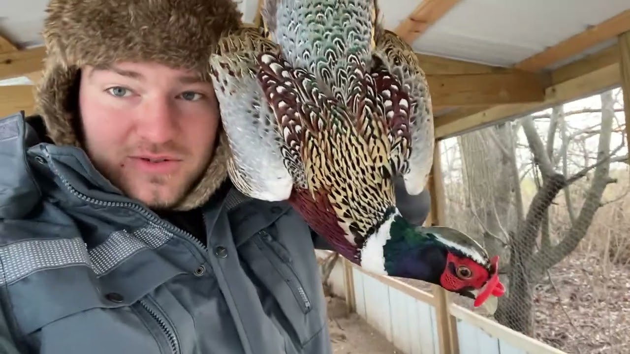 Adult Pheasants Finally 20 Weeks Old