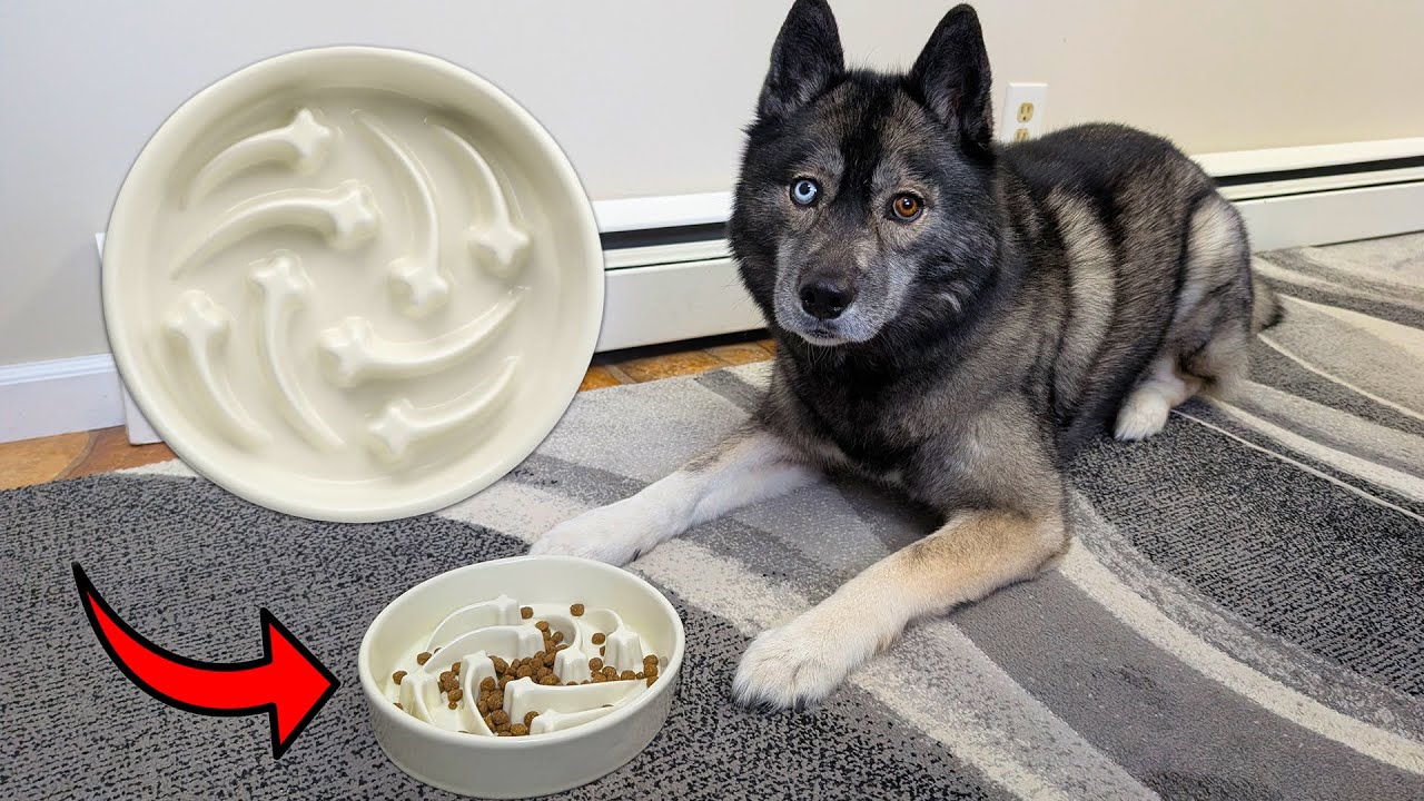 Is Your Dog Eating Too Fast? Try This Slow Feed Bowl!
