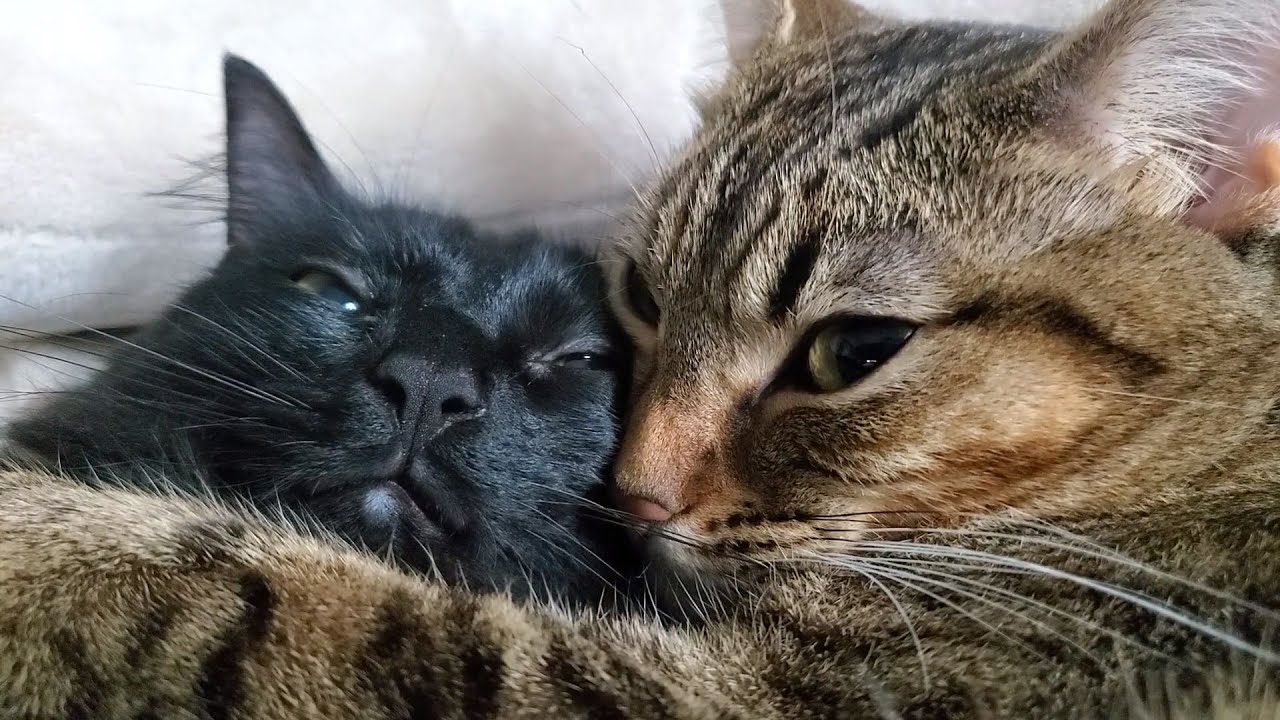 Ivy and Zinia cuddle time friendly bites and hugs