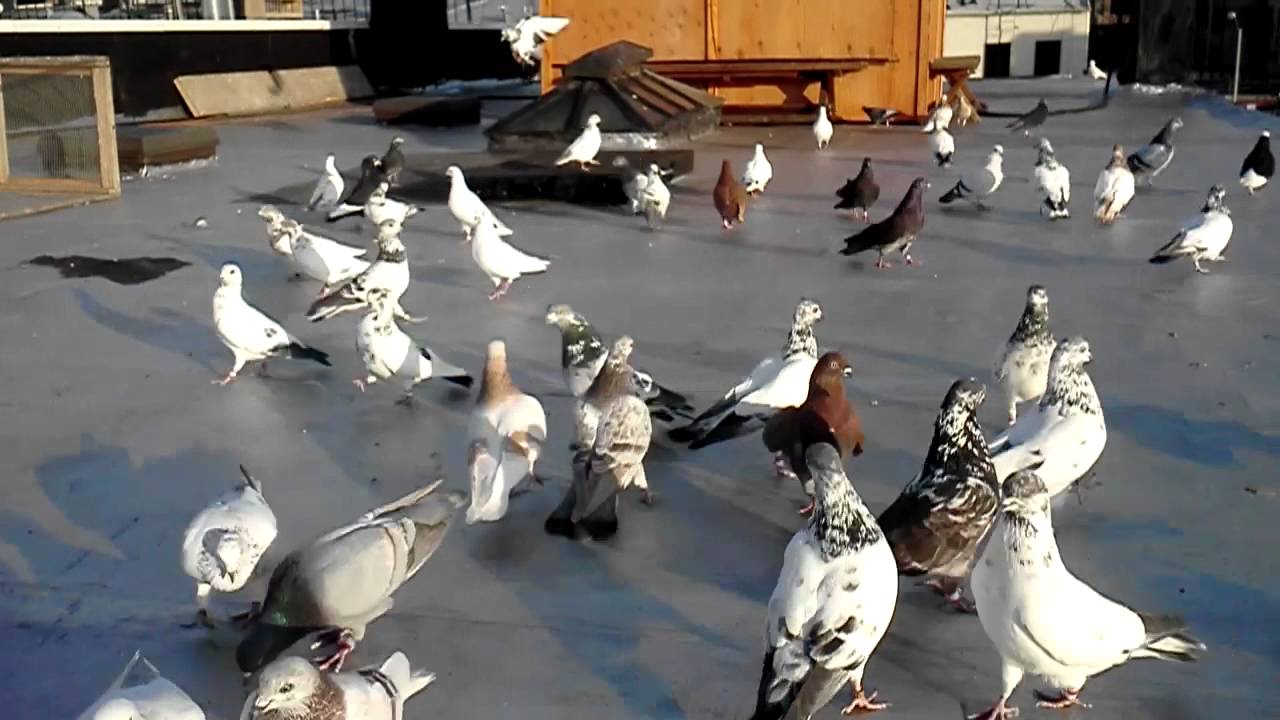 Bigheck Pigeons in Brooklyn