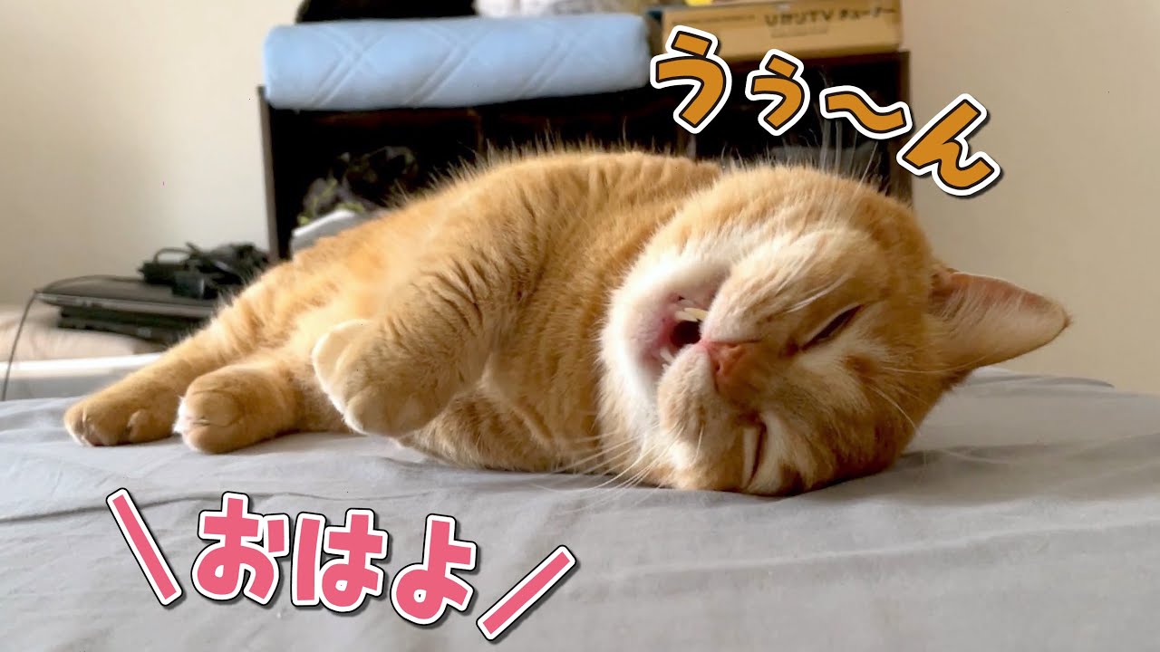 爆睡中の猫に「おはよう」と声をかけたときの反応が可愛すぎた！