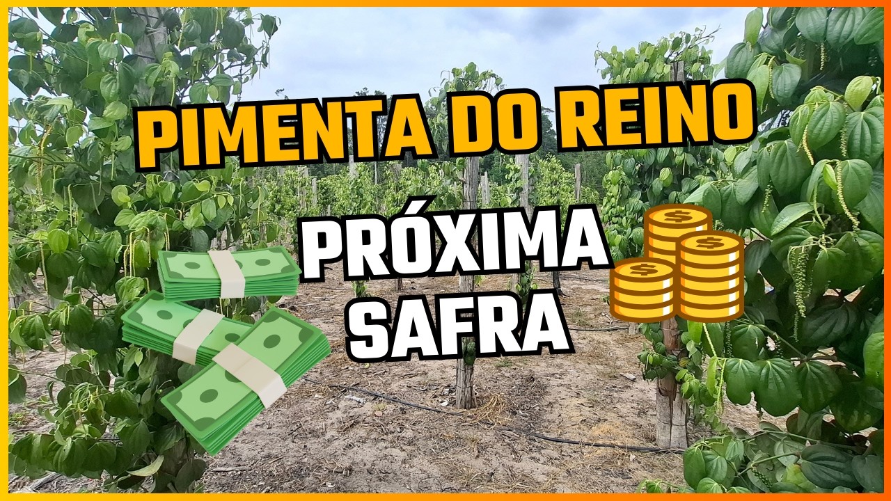 Pimenta do Reino: Espectativas para a proxima safra