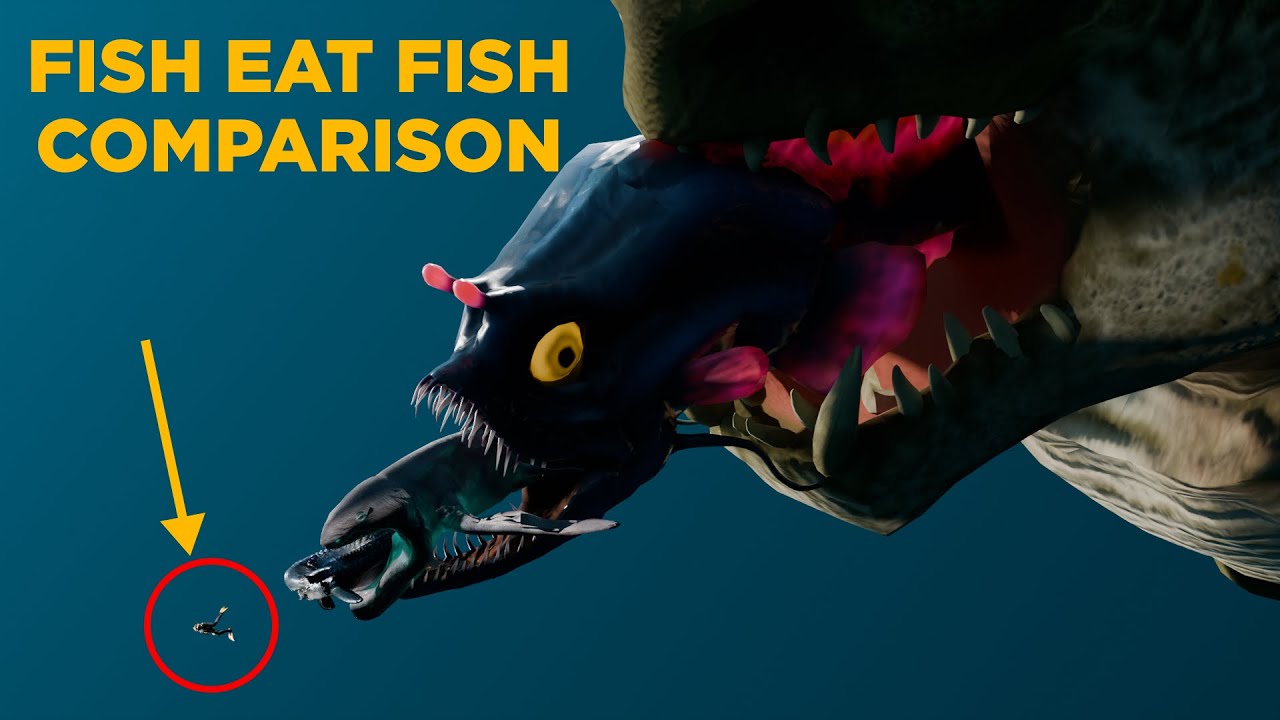 Fish eat Fish | Comparison |HUMAN VS Leviathan