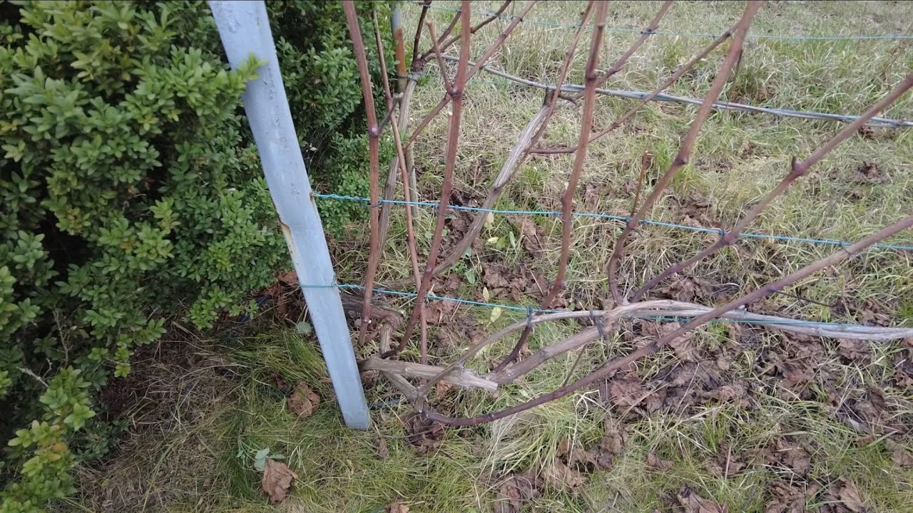 Gardening. Укривання і обрізка винограду ч.3 2025