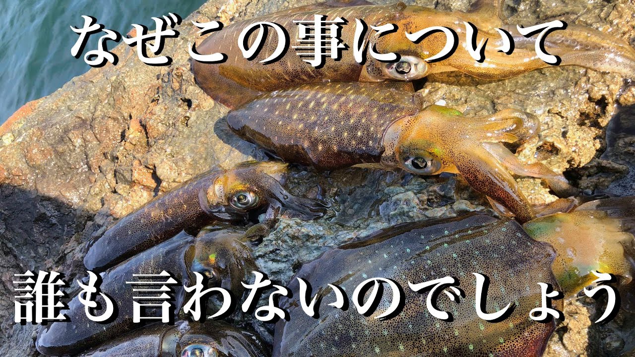 【エギング】見えイカを相手にしない事やロッドを送る事の大切さ
