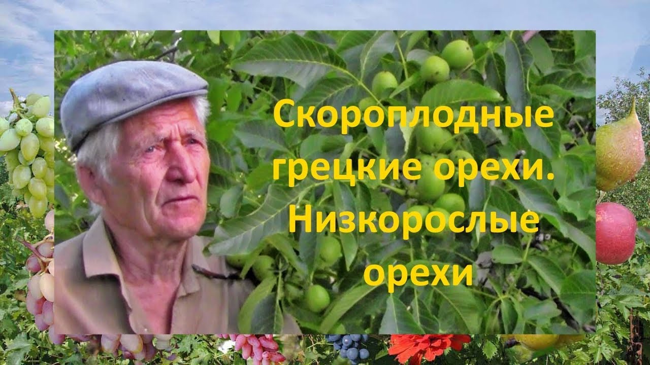 @Скороплодные грецкие орехи  Низкорослые орехи