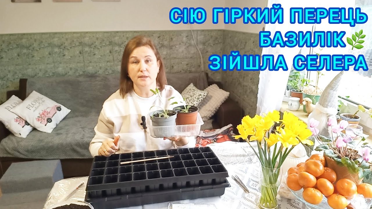 СІЮ ГІРКИЙ ПЕРЕЦЬ🌶БАЗИЛІК🌱ЗІЙШЛА КОРЕНЕВА СЕЛЕРА#вирощуванняселери#кореневаселера#розсада#посівперця