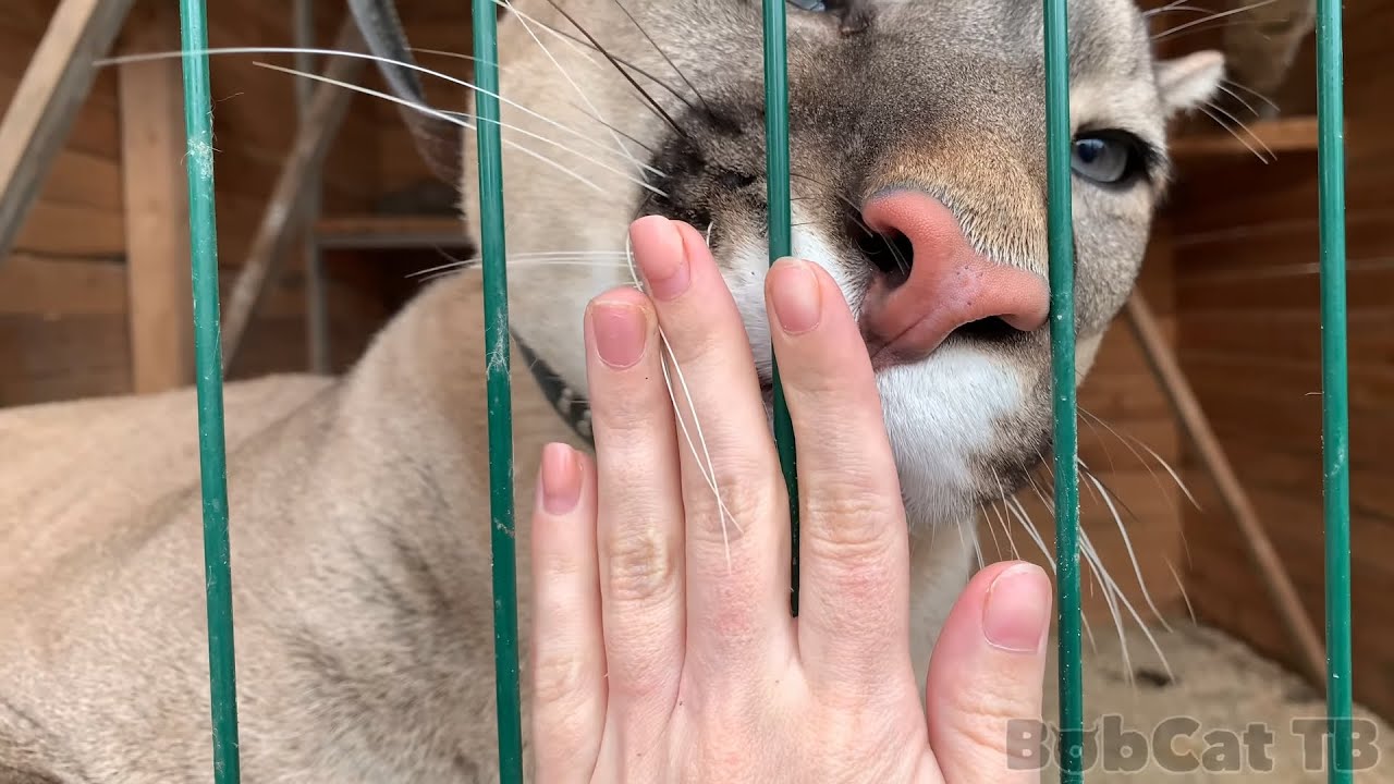 Встреча дня! Пума Пум Пумыч BobCat TV радуется встрече с хозяйкой