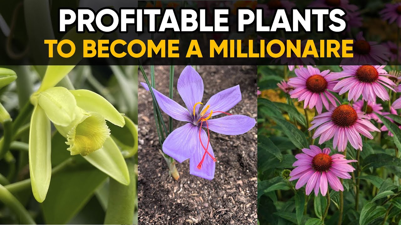 10 Plants with Massive Profit Potential Most People Overlook!