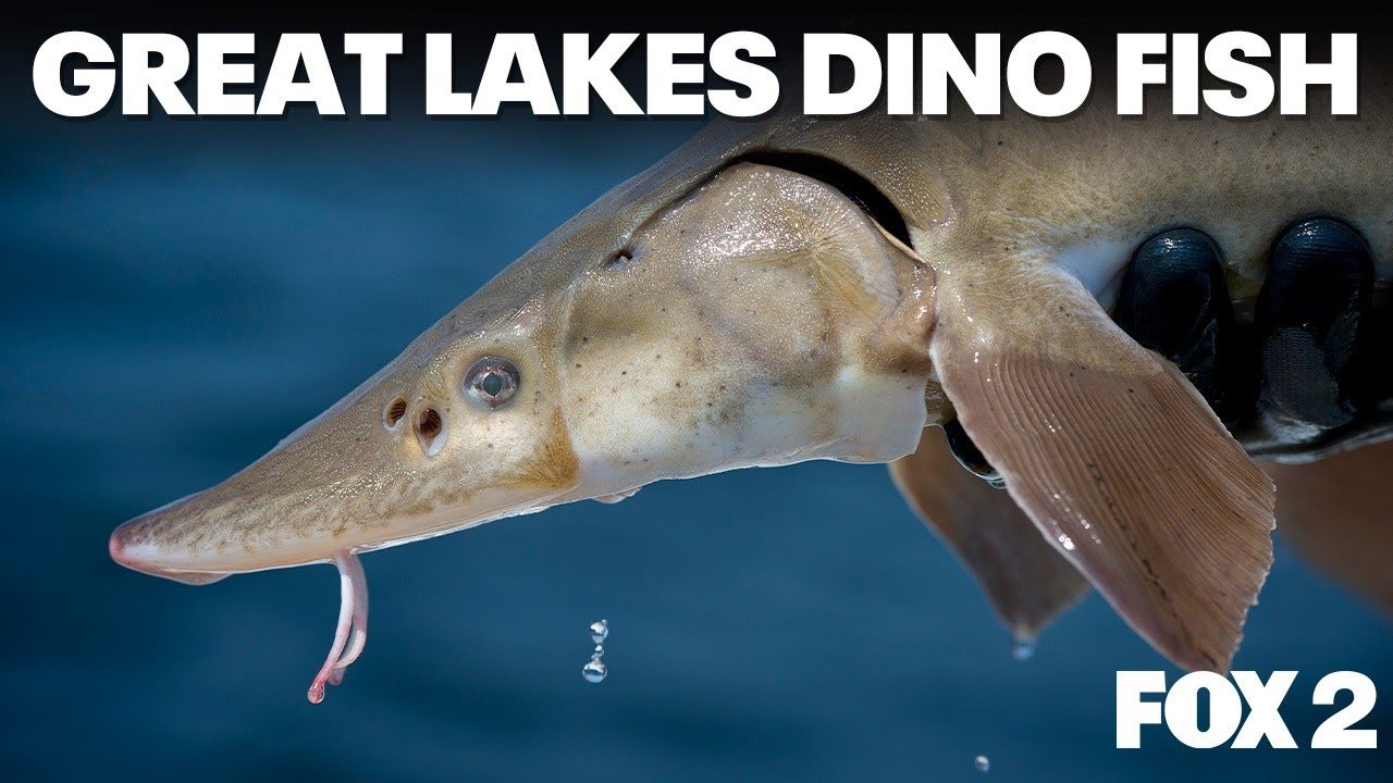 Exploring lake sturgeon and Michigan's shortest fishing season  | Brother Nature