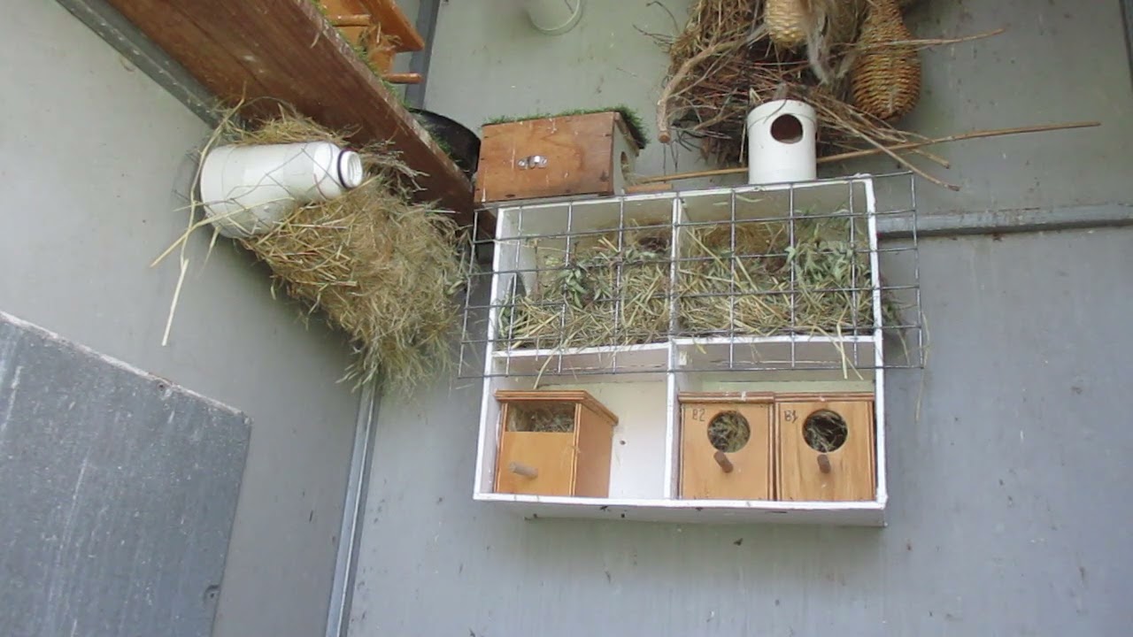 Aviary located in Duri Village (Tamworth) NSW Australia Finches & Waxbills